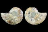 Cut & Polished Ammonite Fossil - Agatized #78364-1